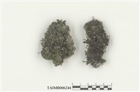 藏品(溪蘚科)的圖片